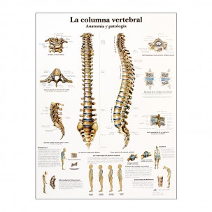 Stampa anatomica: colonna vertebrale